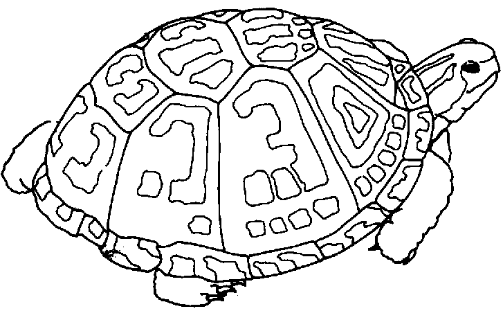 free turtle clipart black and white - photo #38
