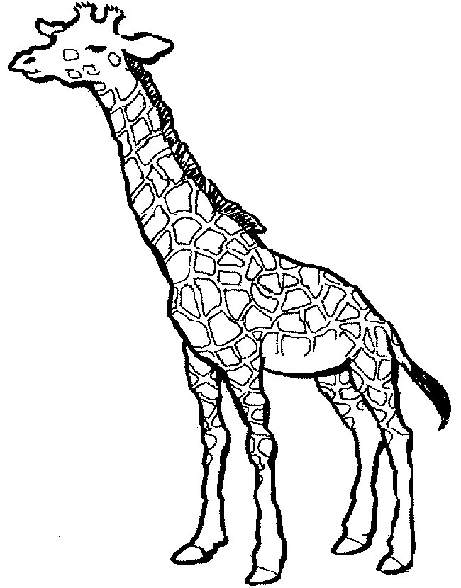 Giraffe Coloring Pages For Kids - AZ Coloring Pages