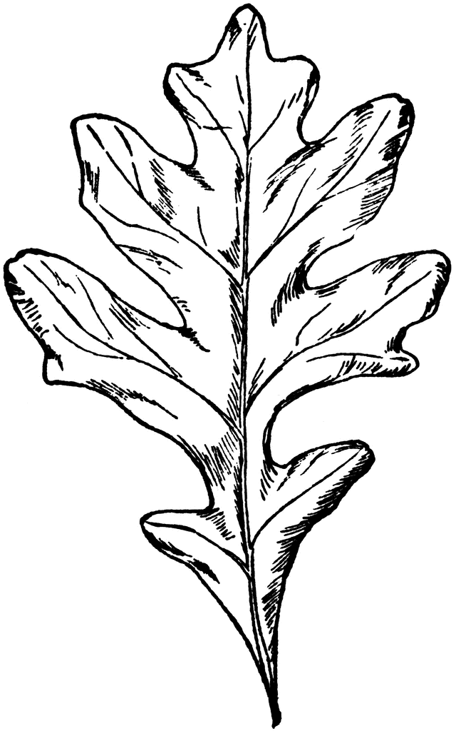 Oak Leaf Stencil Printable - AZ Coloring Pages