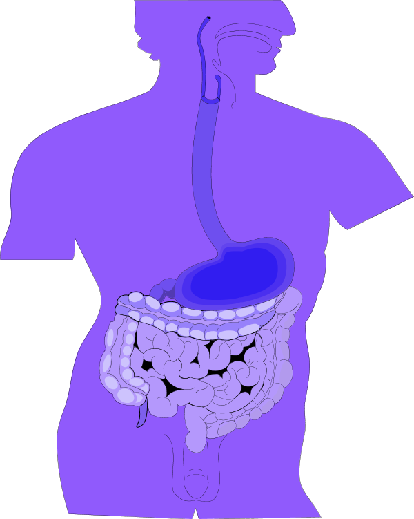 Name Large Digestive Organs Medical Diagram 333 3325png clipart