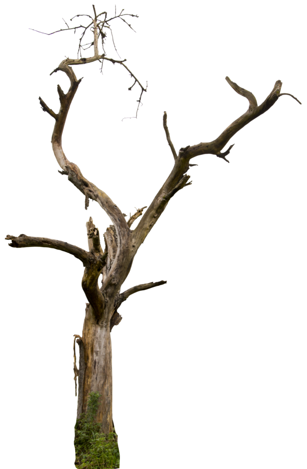 DeviantArt: More Like Tree Branch Cutout PNG by Andrei-Oprinca