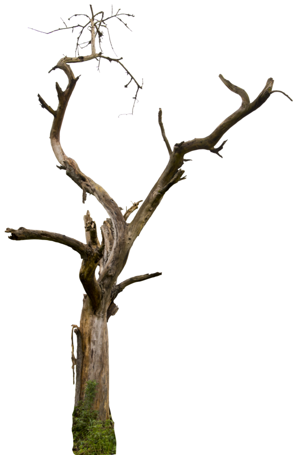 dead tree png by gd08 on DeviantArt