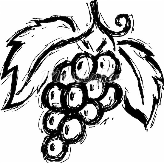 A black and white drawing of a bunch of grapes - Stock Photos