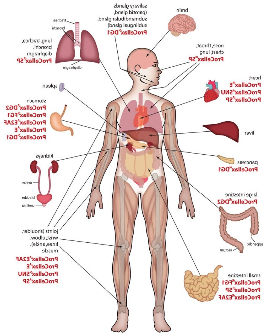 download signalling mechanisms from transcription factors to oxidative stress