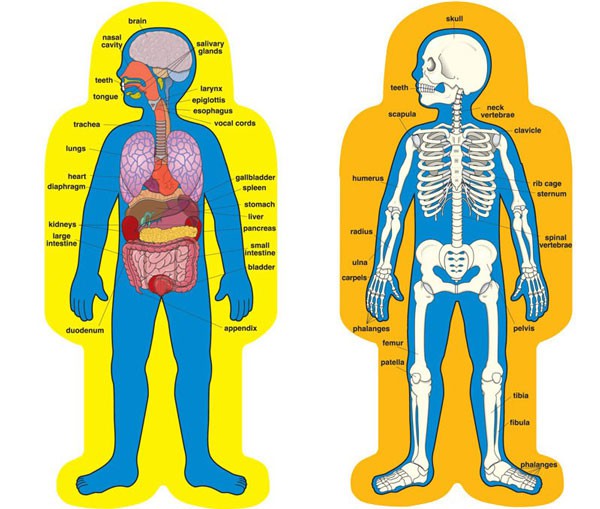 free human body clipart for teachers - photo #10