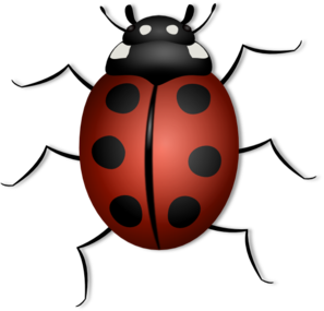 Bug clipart png