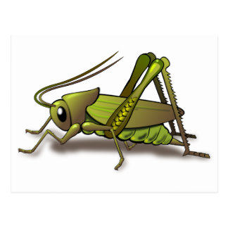 Cricket Bug Postcards | Zazzle