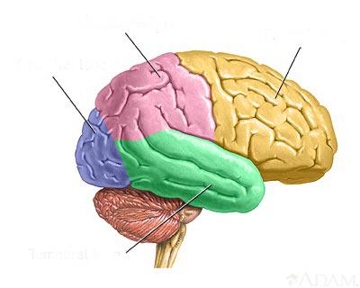 Brain Diagram Blank