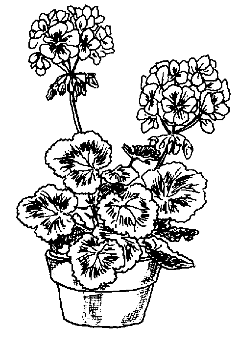 Geraniums drawing black and white