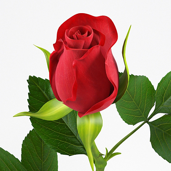rose flower 3d model