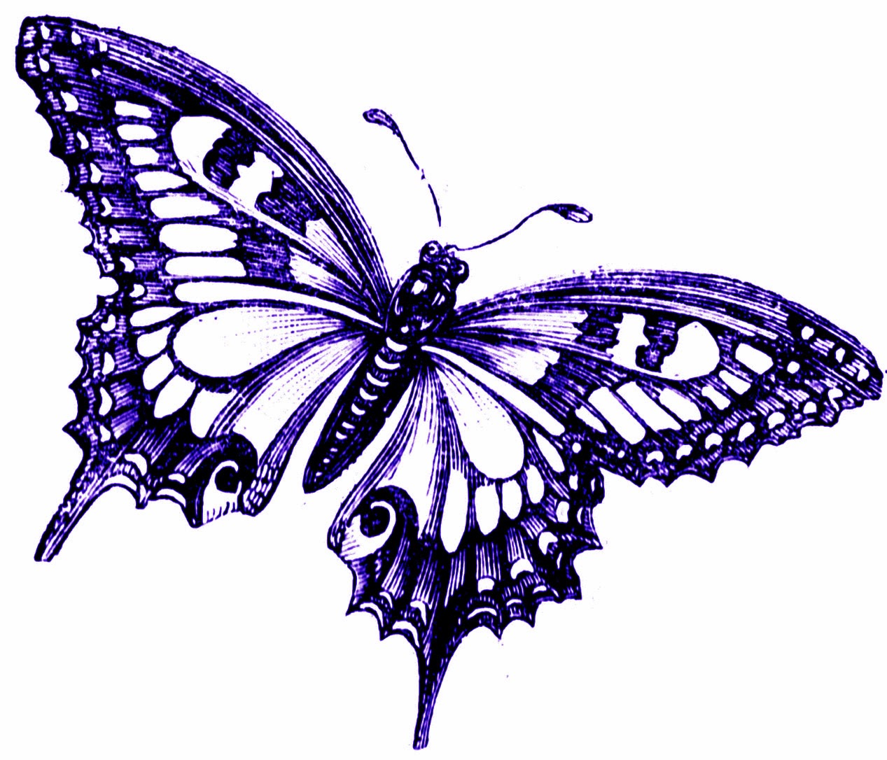White and purple butterfly clipart