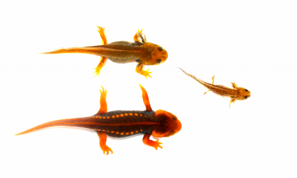 Comparing 2 T.verrucosus strains - Caudata.org Newt and Salamander ...