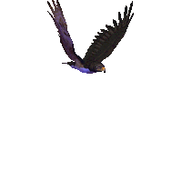 Hawk Bird Animated Gifs | Photobucket