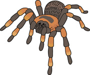 Free Spider Clipart - Clip Art Pictures - Graphics - Illustrations