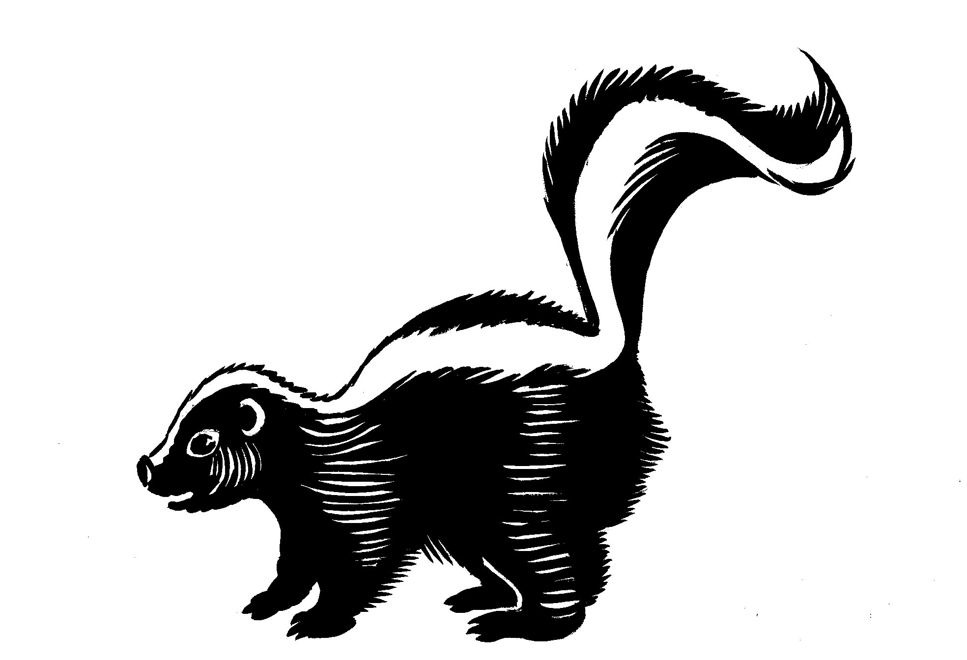 Best Skunk Clipart #13868 - Clipartion.com