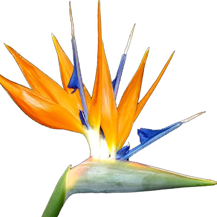 bird of paradise clip art clipart best bird of paradise clip art clipart best