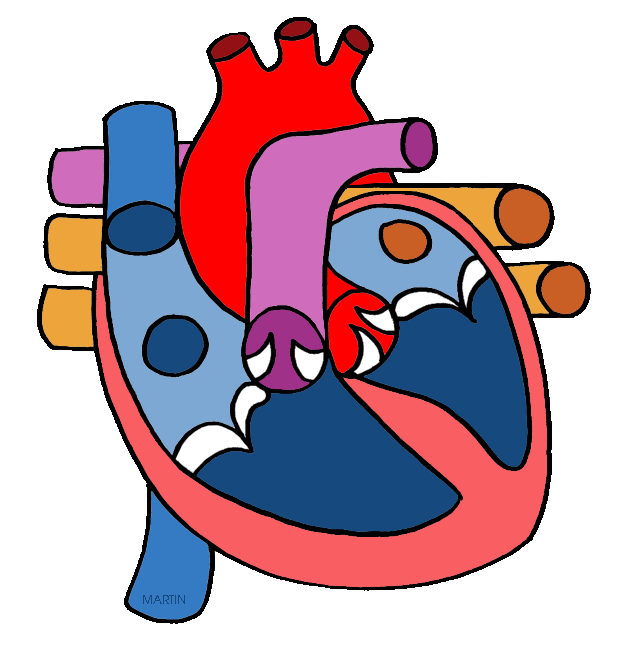 Human heart clipart free