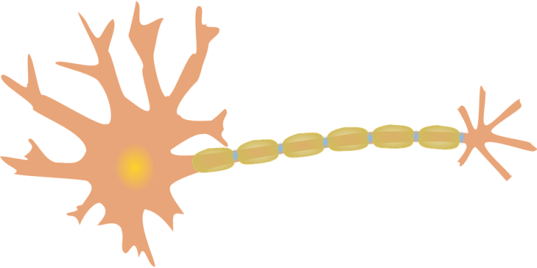 47789-neuron nerve cell dendrites axon diagram neurology neural ...