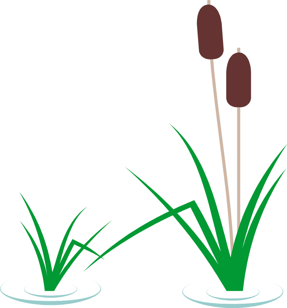 Cattails In Pond Clipart