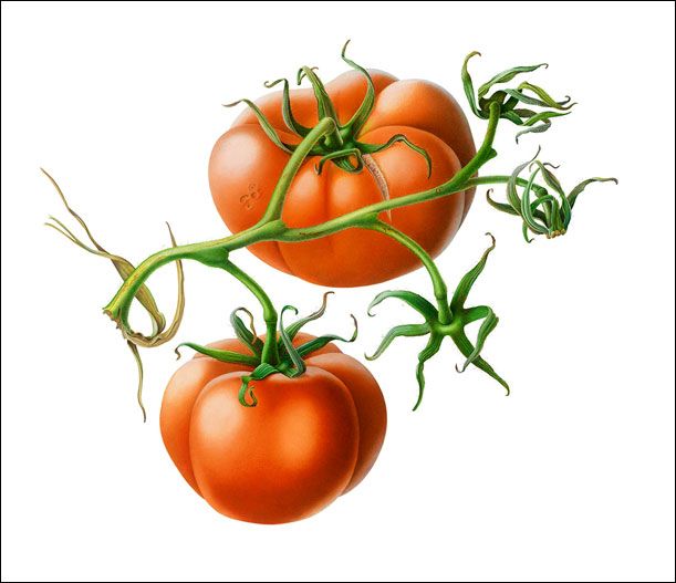 1000+ images about Tomatoes | Tomato season ...