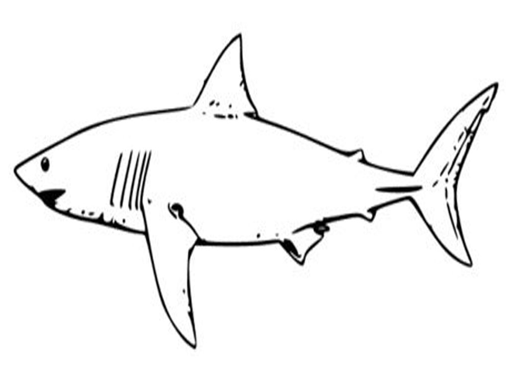 Hammerhead Shark Cut Out Pattern ClipArt Best