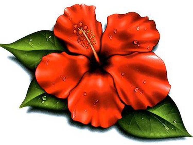 Hawaiian Flower Tattoo Designs - Free Download Tattoo #7657 ...