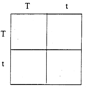 punnett square template