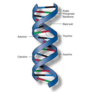 Structure of the Double Helix - GeneEd - Genetics, Education ...