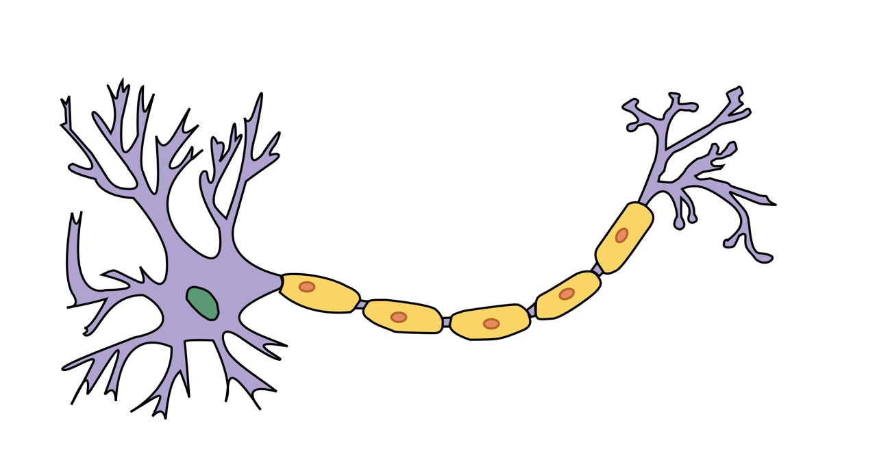 Neuron Diagram Labeled - ThingLink