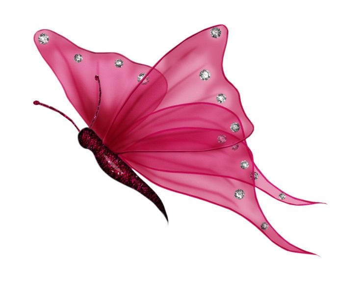 Butterfly png clipart