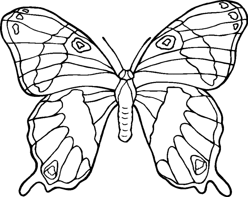 Blank Butterfly Template - AZ Coloring Pages