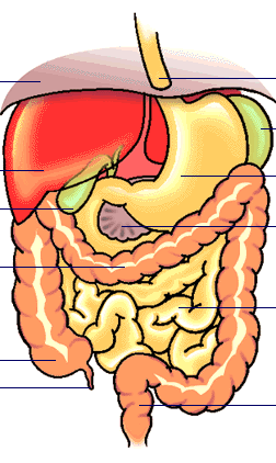 Your Digestive System | GastroNet