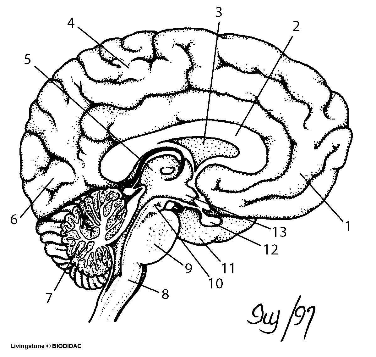 brain diagram unlabeled for kids