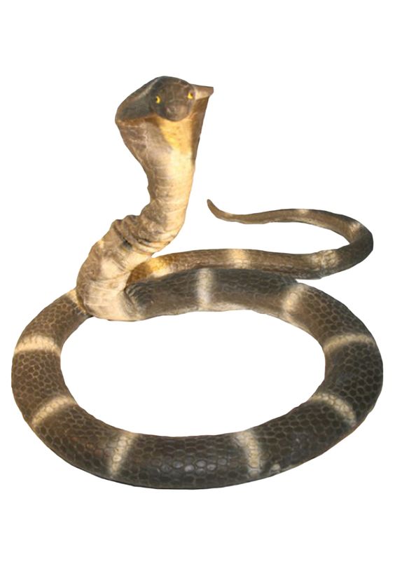 Cobra snake and Snakes