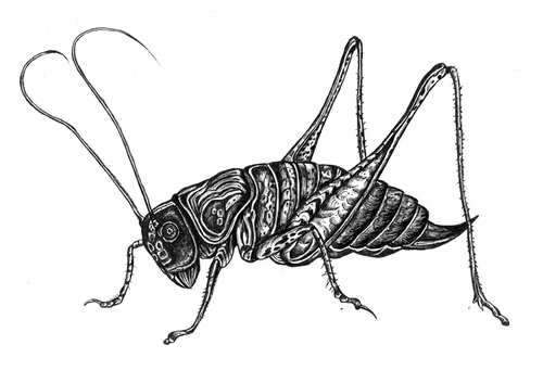grasshopper By Battlestar | Nature Cartoon | TOONPOOL