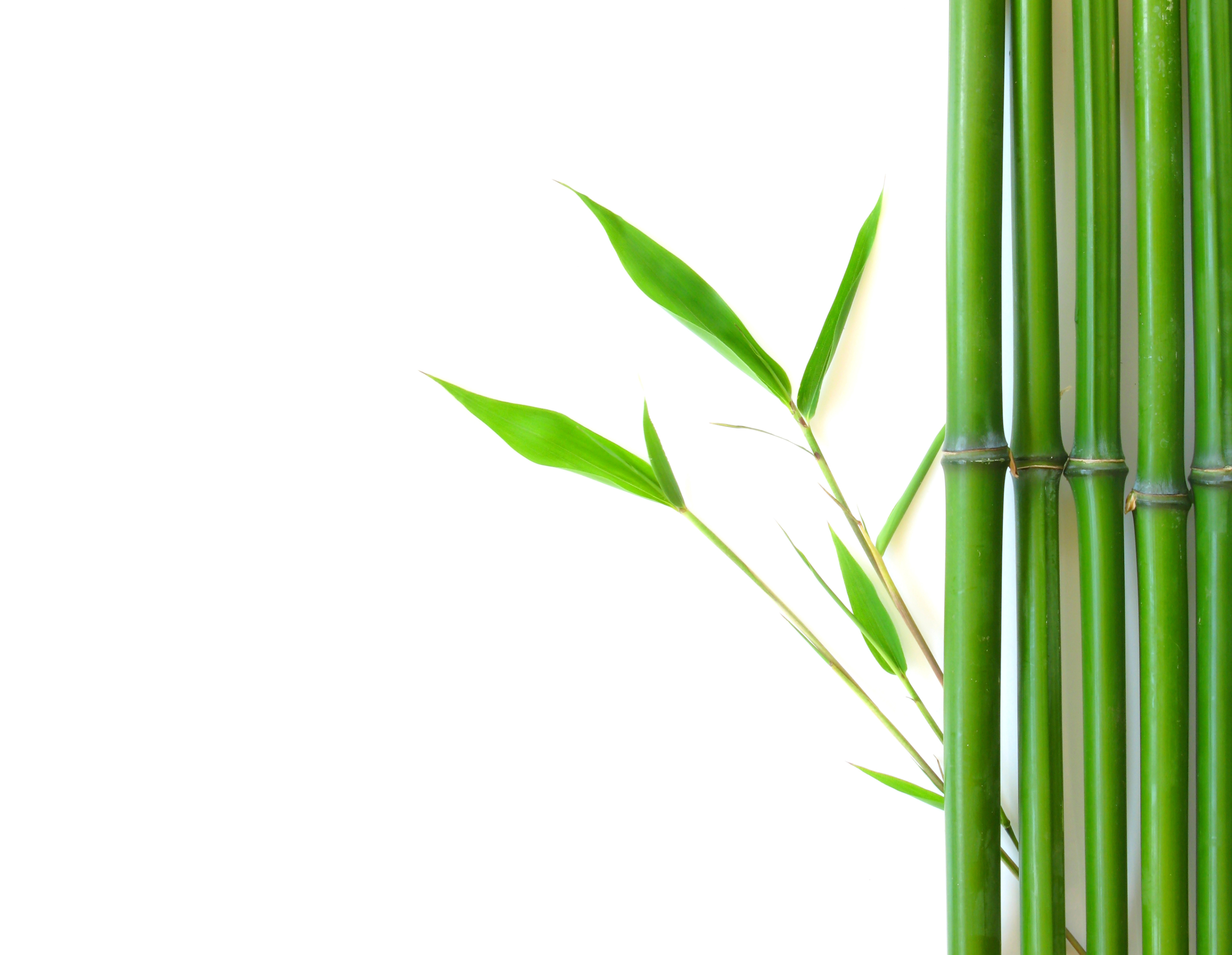 bamboo tree png bamboo background jpg