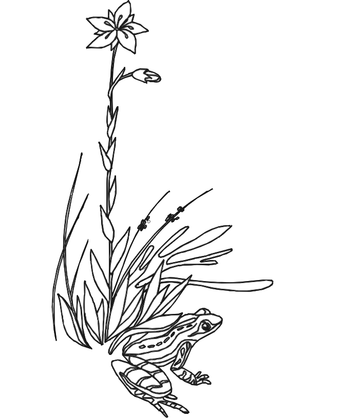 blade of grass Colouring Pages