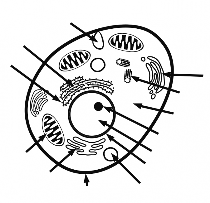 Worksheets. Animal Cell Labeling Worksheet. Laurenpsyk Free ...