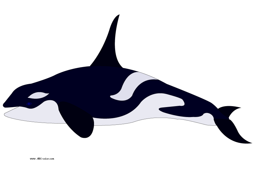 Killer whale clipart black and white
