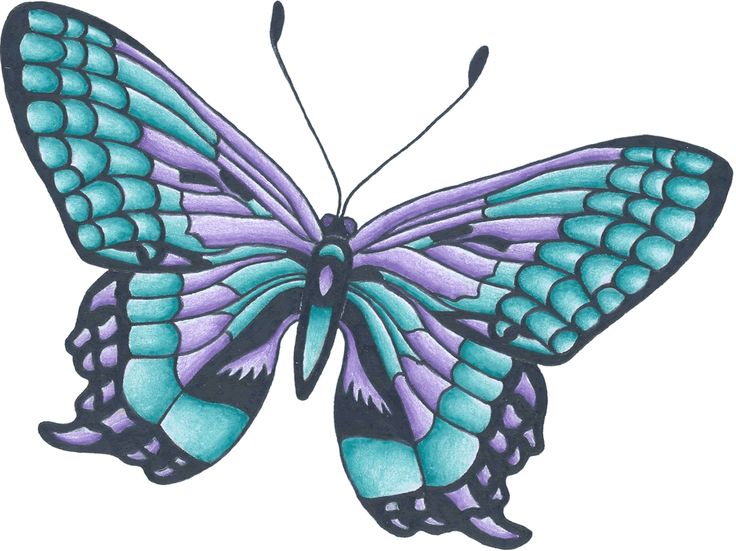 Butterfly Drawing Images | White ...