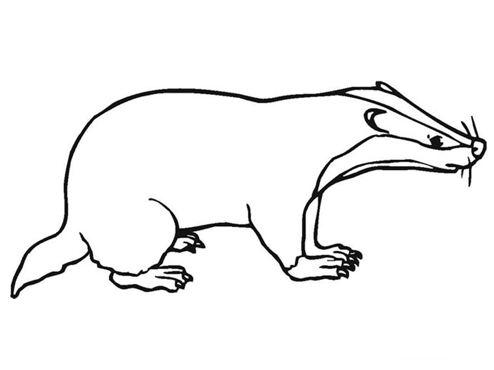 clipart badger - photo #35