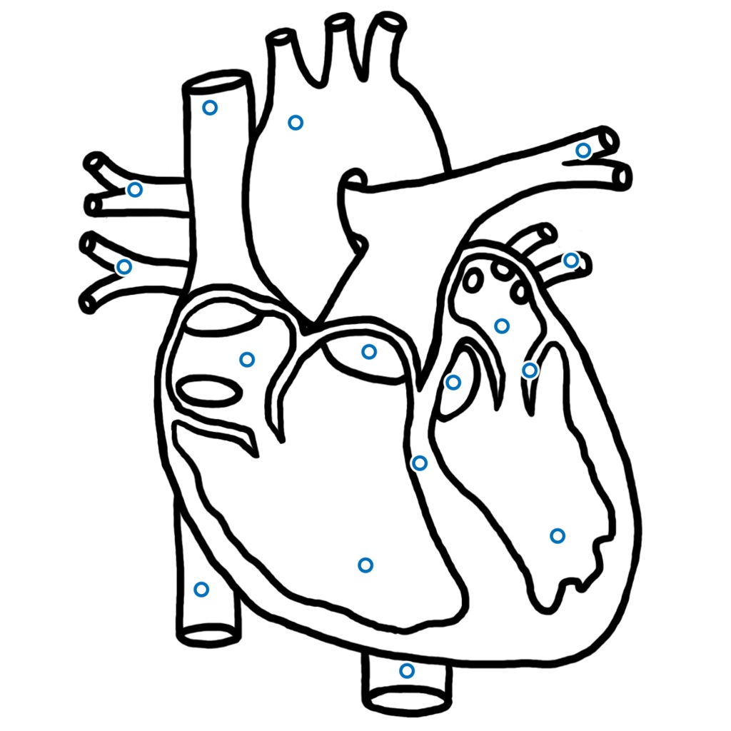 HEART PARTS LABELED - ThingLink - ClipArt Best - ClipArt Best