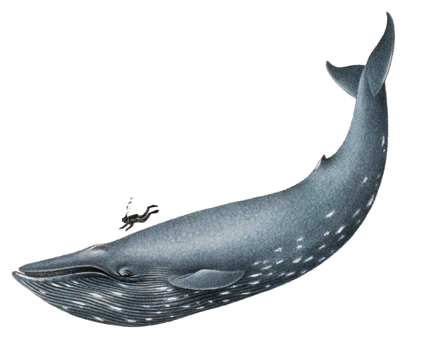 Humpback Whale Breaching Clipart