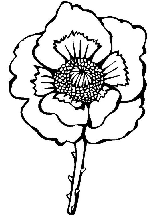 Remembrance Day Poppy Coloring Page - AZ Coloring Pages