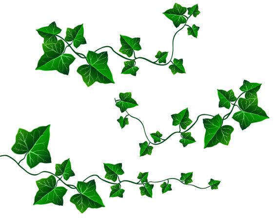 vine leaves clip art - photo #33
