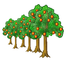 Orange Tree Clip Art - A Row of Orange Trees - Orange Trees ...