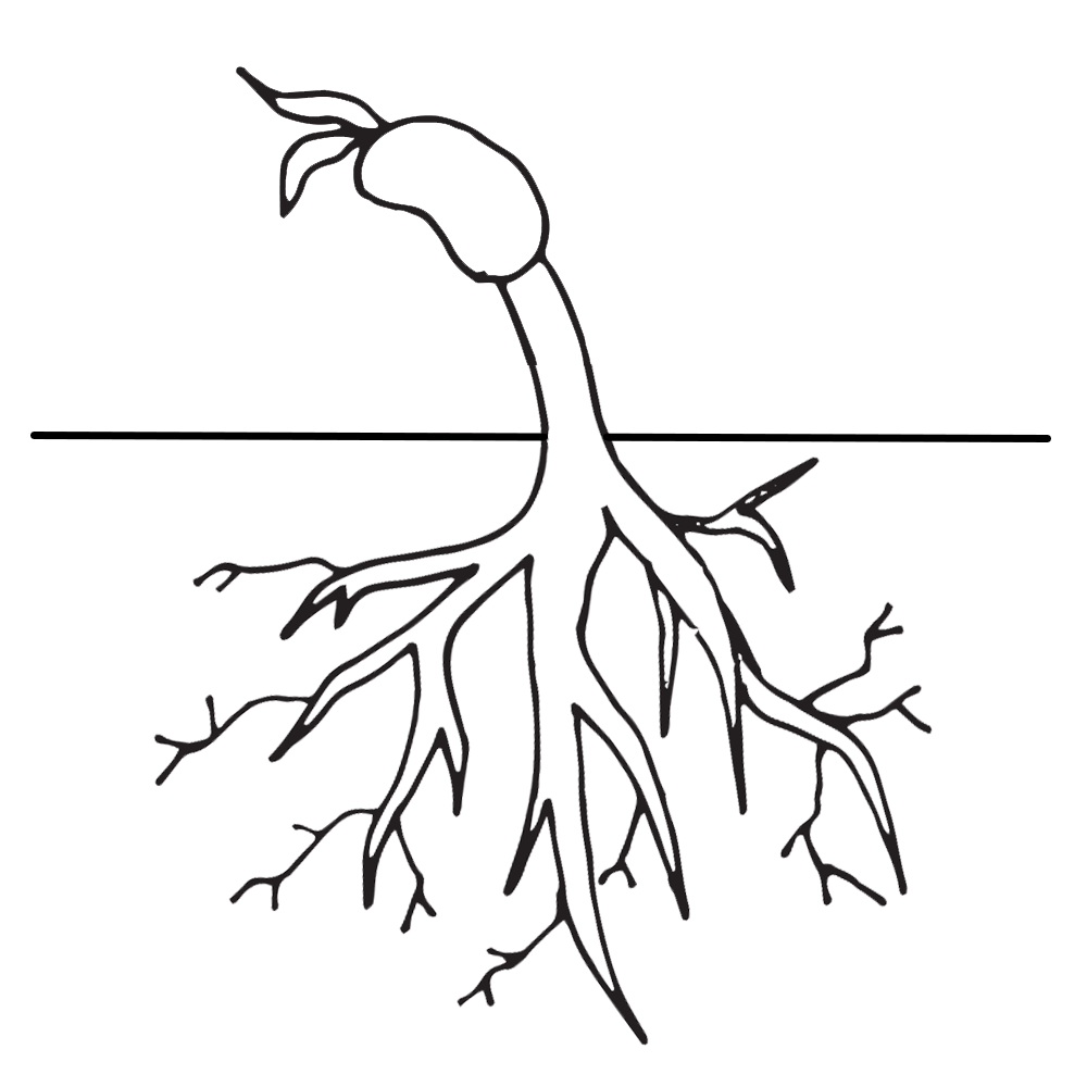 Life Cycle Of A Plant Coloring Page - AZ Coloring Pages