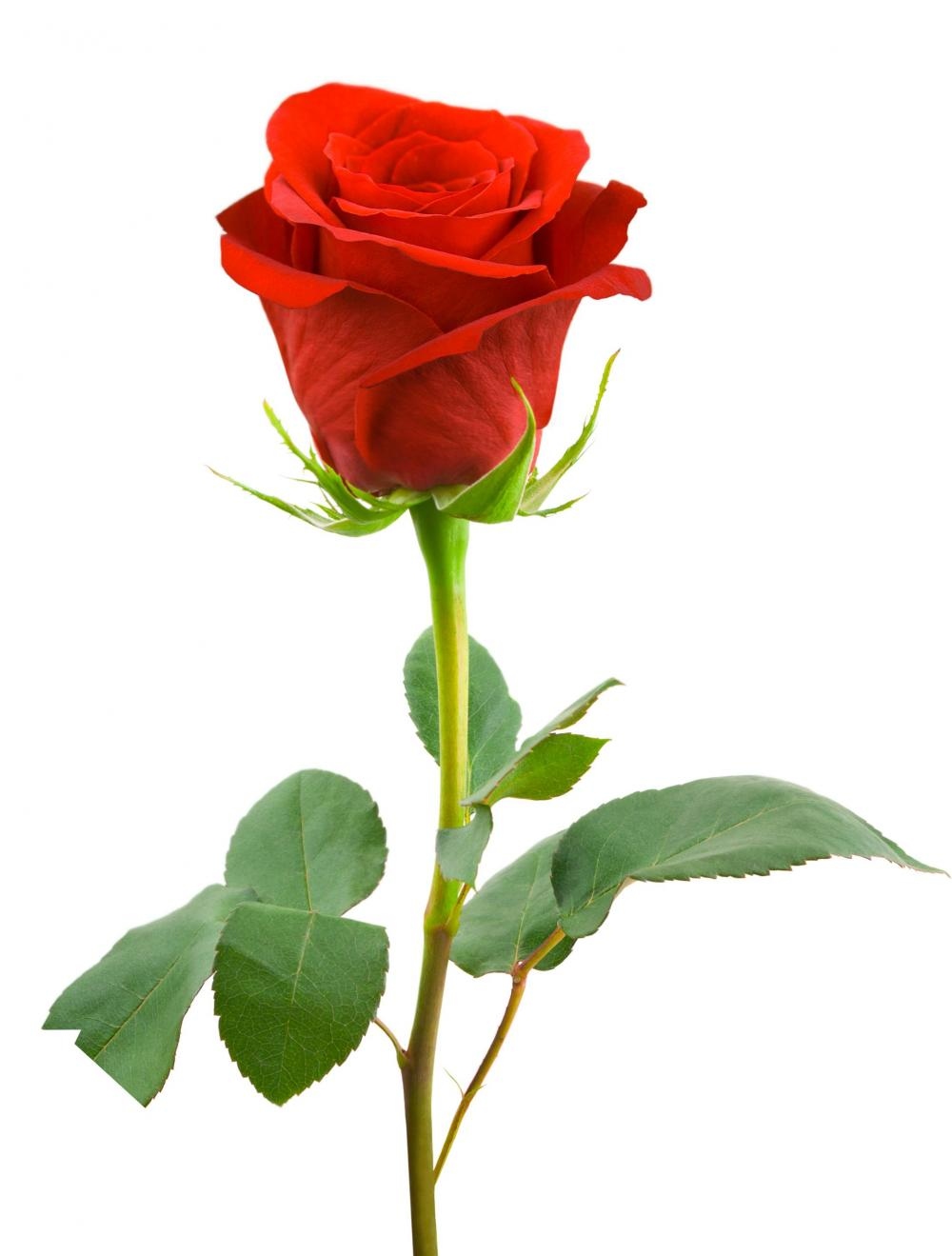 Single Red Rose Long-stem delivery