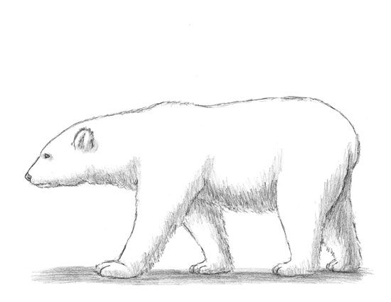 Polar Bear Drawing | Polar Bear ...