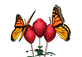 Animated Butterfly Image Collection at Best Animations